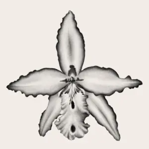 Fleur