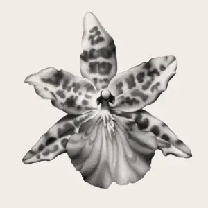 Fleur