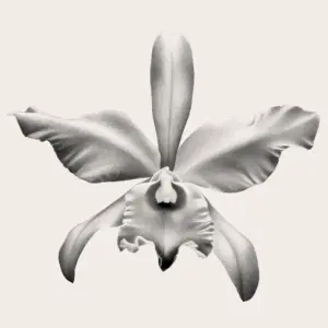Fleur
