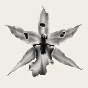 Fleur