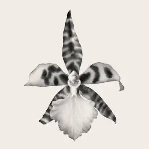 Fleur