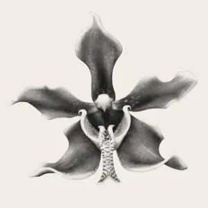 Fleur 