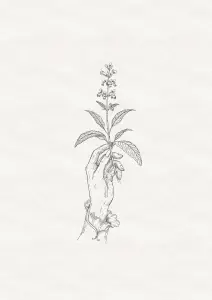 Sauge Officinale