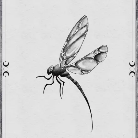 Libellule 